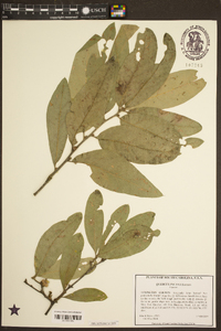 Quercus incana image