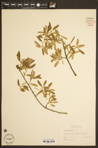 Quercus incana image