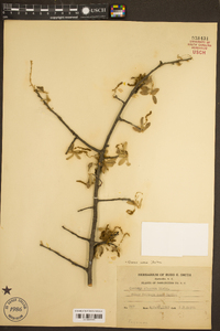 Quercus incana image