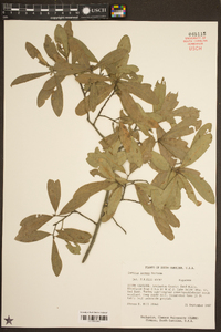 Quercus incana image