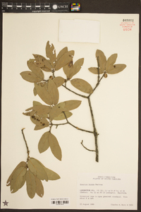 Quercus incana image