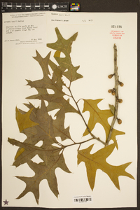 Quercus laevis image