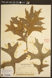 Quercus laevis image