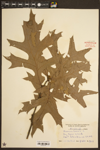 Quercus laevis image