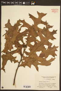 Quercus laevis image