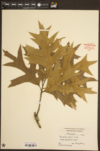 Quercus laevis image