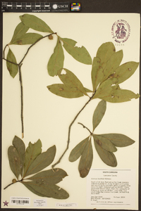 Quercus laurifolia image