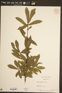 Quercus laurifolia image