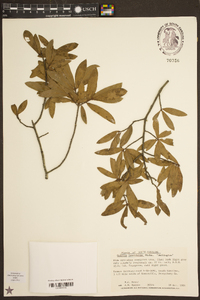 Quercus laurifolia image