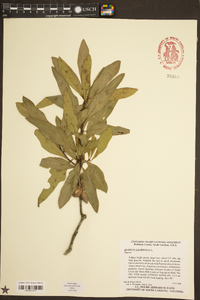 Quercus laurifolia image