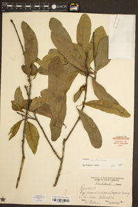 Quercus laurifolia image