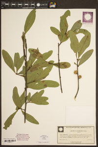 Quercus laurifolia image