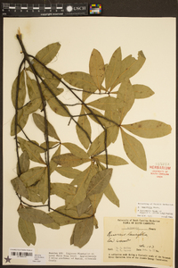 Quercus laurifolia image