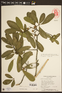 Quercus laurifolia image