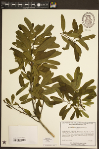 Quercus laurifolia image