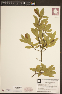 Quercus laurifolia image