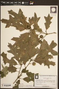 Quercus lyrata image