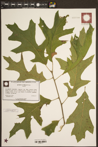 Quercus lyrata image