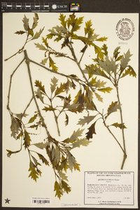 Quercus lyrata image