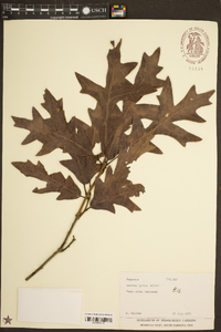 Quercus lyrata image