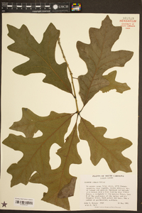 Quercus lyrata image