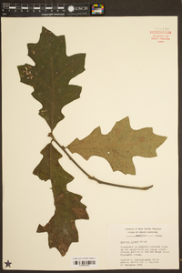 Quercus lyrata image