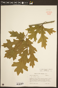 Quercus lyrata image