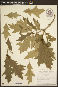 Quercus lyrata image