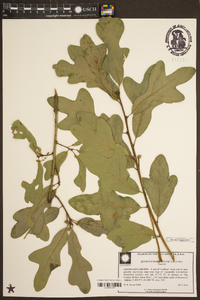 Quercus margarettae image