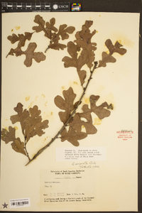 Quercus margaretta image