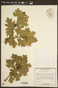 Quercus margarettiae image