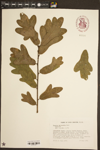 Quercus margarettiae image