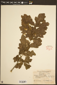 Quercus margarettiae image