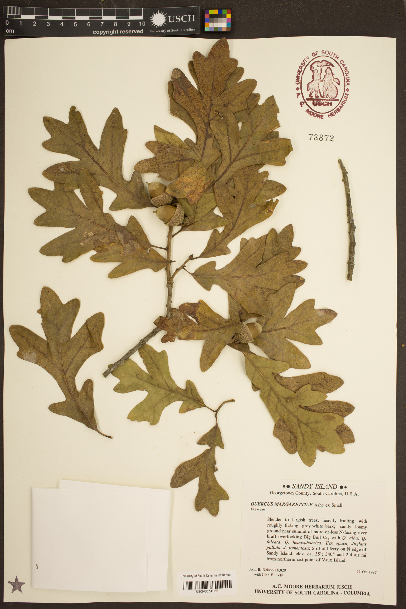 Quercus margarettiae image