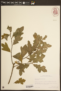 Quercus margarettiae image