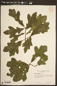 Quercus margarettiae image