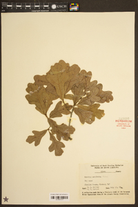 Quercus margarettiae image