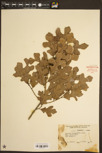 Quercus margarettiae image