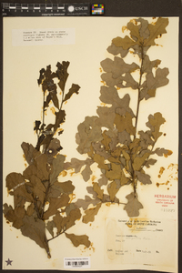 Quercus margaretta image