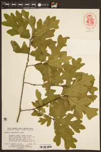 Quercus margarettiae image