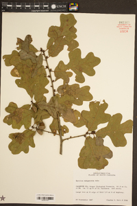 Quercus margarettiae image