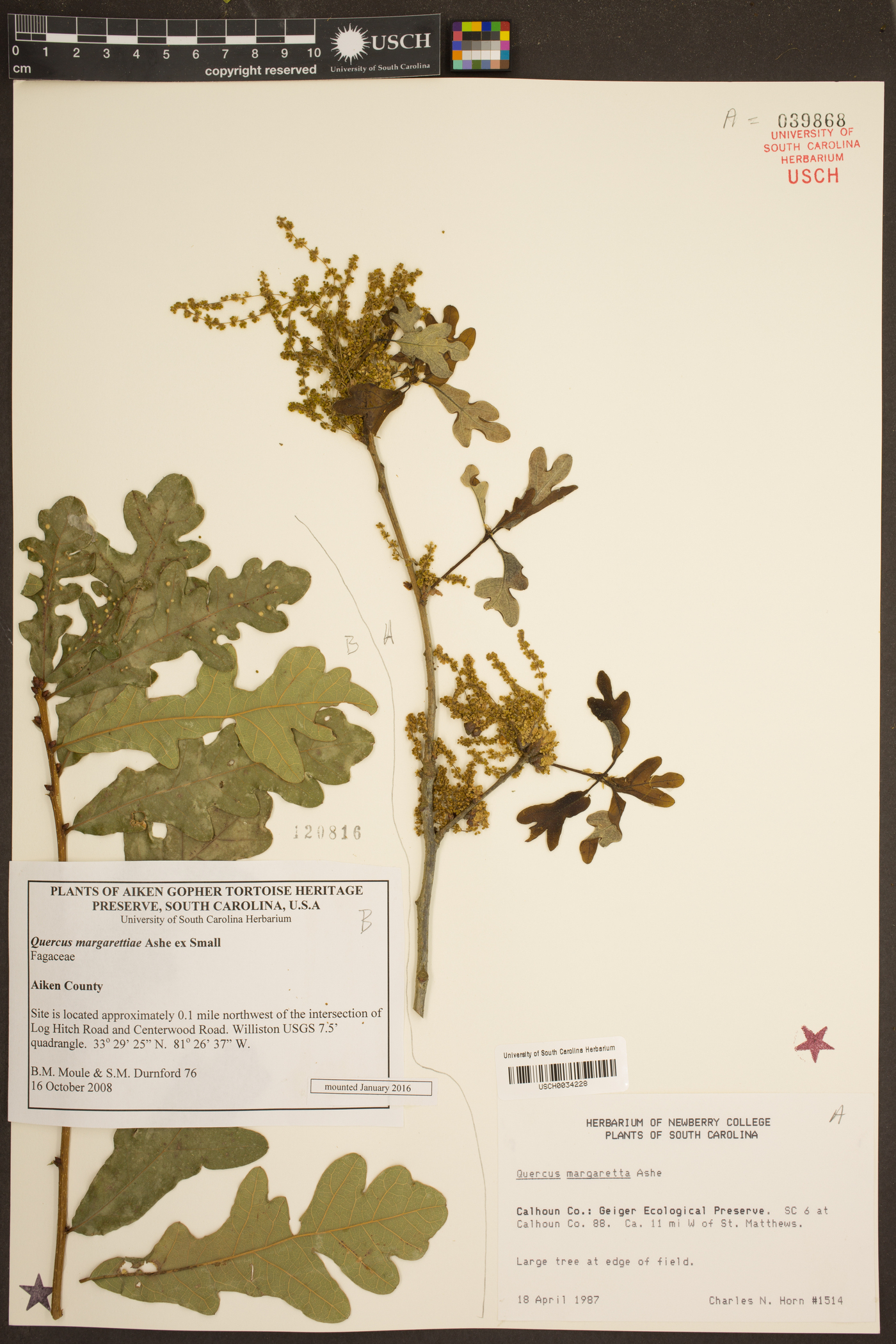 Quercus margarettiae image