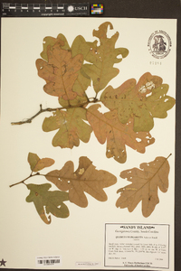 Quercus margarettiae image