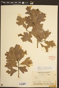 Quercus margaretta image