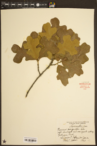 Quercus margarettiae image