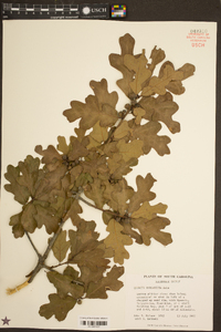 Quercus margarettiae image