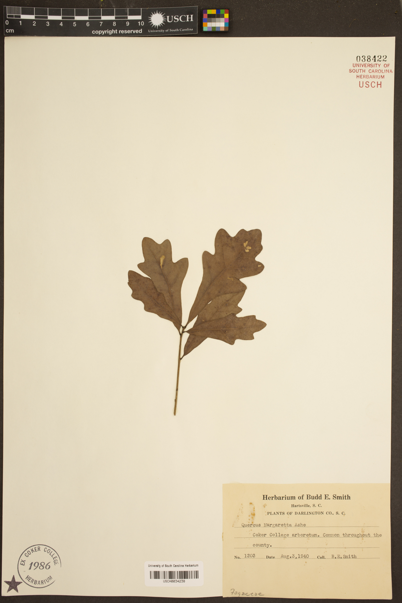 Quercus margarettiae image