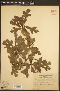 Quercus margarettiae image