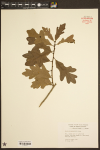 Quercus margarettiae image