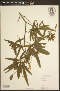 Quercus phellos image